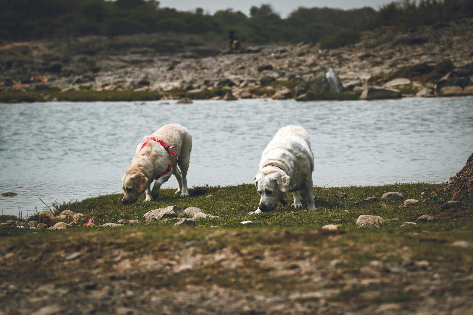 Couple of Labradors walking on grassy meadow with stones smelling ground against lake