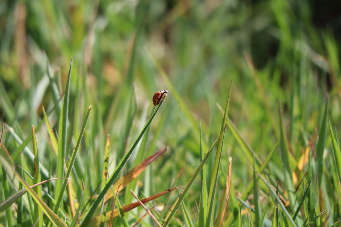 Close-Up Photo Of Ladybug On Grass Leaf