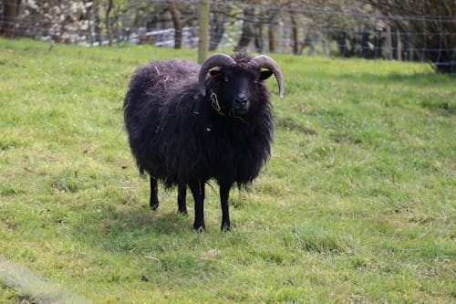 Black Sheep on Green Grass Field