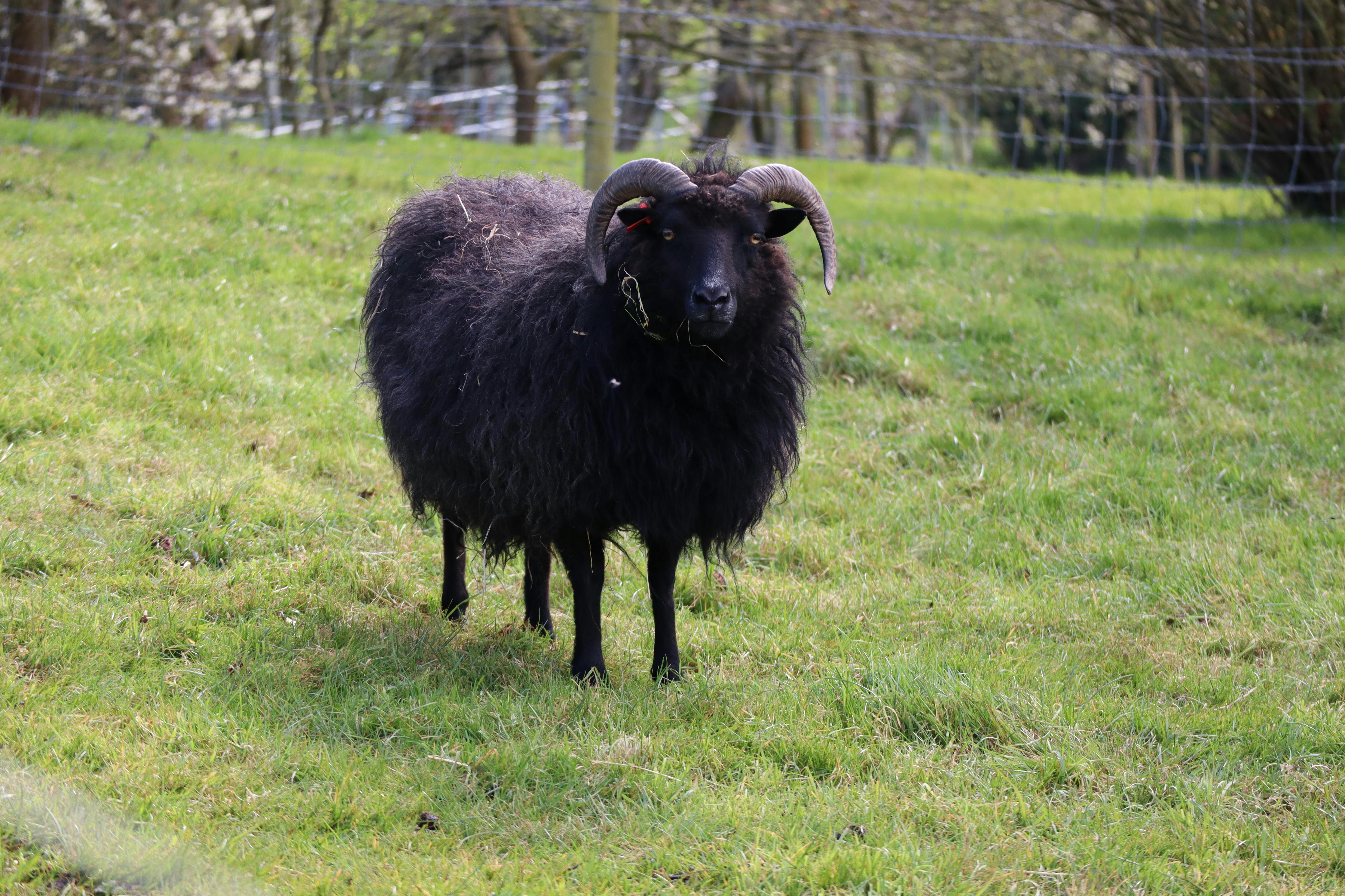 Black Sheep Photos, Download The BEST Free Black Sheep Stock Photos & HD  Images