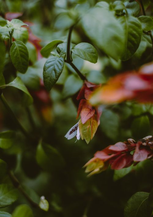 Free Detailed view of lush leaves with vibrant green and red hues, showcasing nature's beauty. Stock Photo