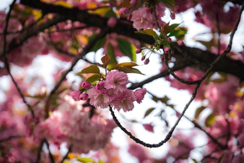 Free Close-Up Photo Of Pink Flowers Stock Photo