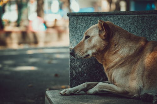 Ilmainen kuvapankkikuva tunnisteilla 4k taustakuva, bokeh, eläin