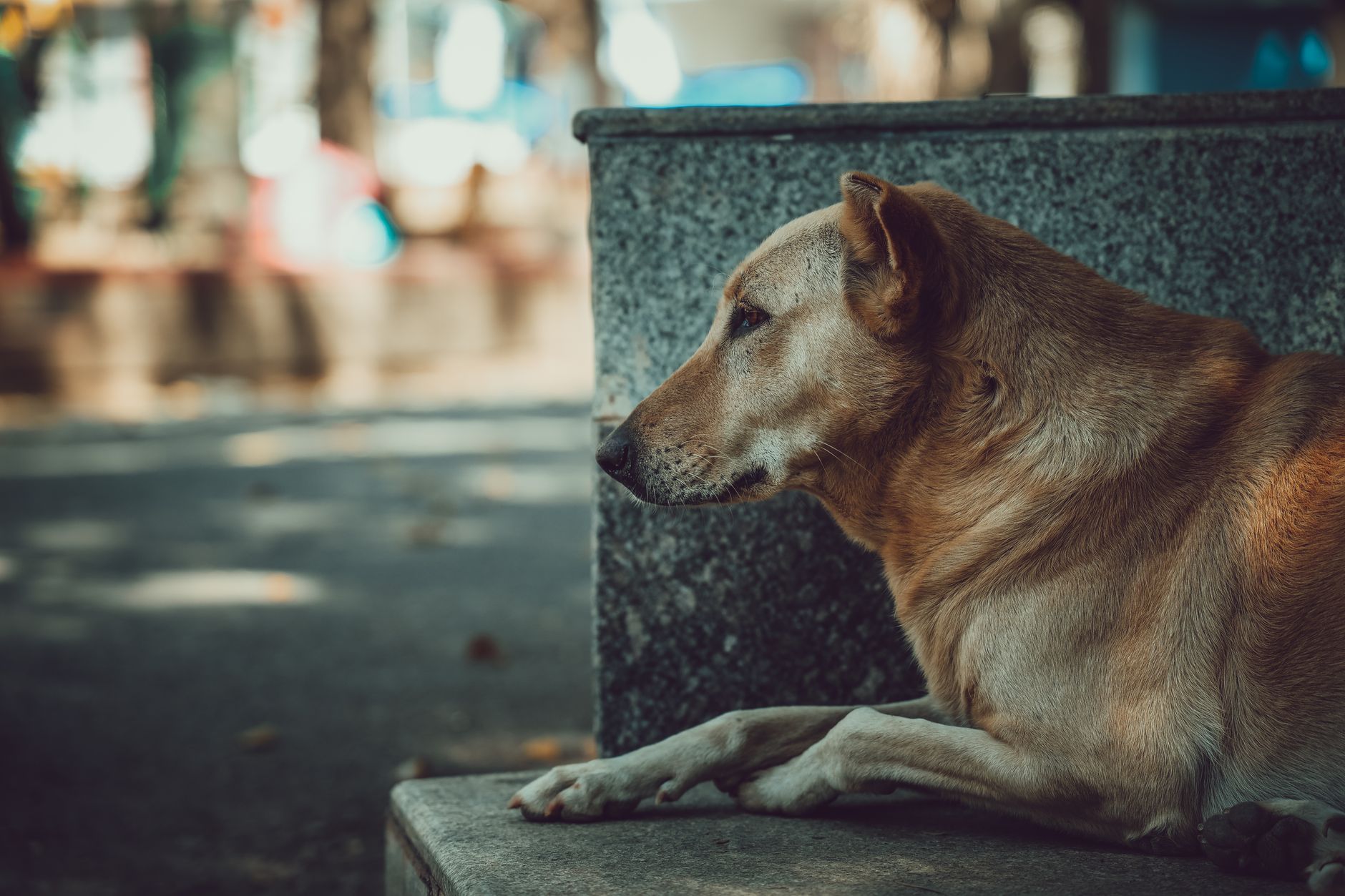 Indian Dog Breeds and Indie Dogs Guide for Indian Homes