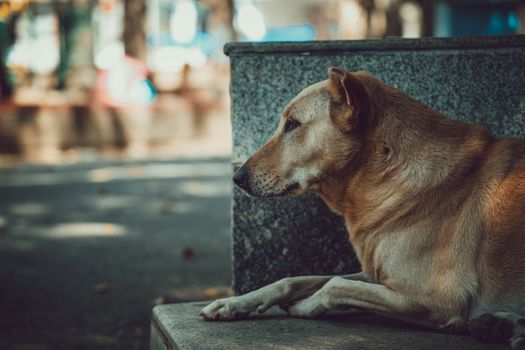 A serene street dog lying on a stone bench in Bengaluru, India, reflecting a peaceful urban environment.