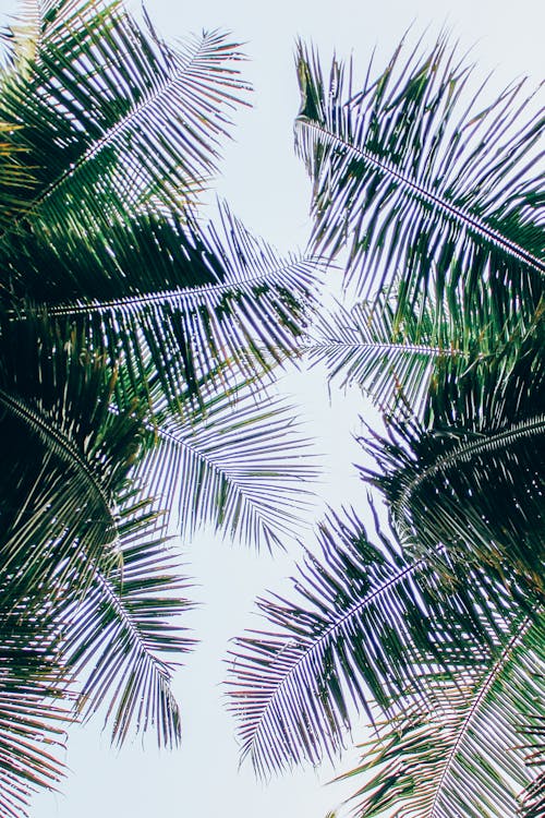 Základová fotografie zdarma na téma fotografie z nízkého úhlu, hd tapety, kokosové palmy