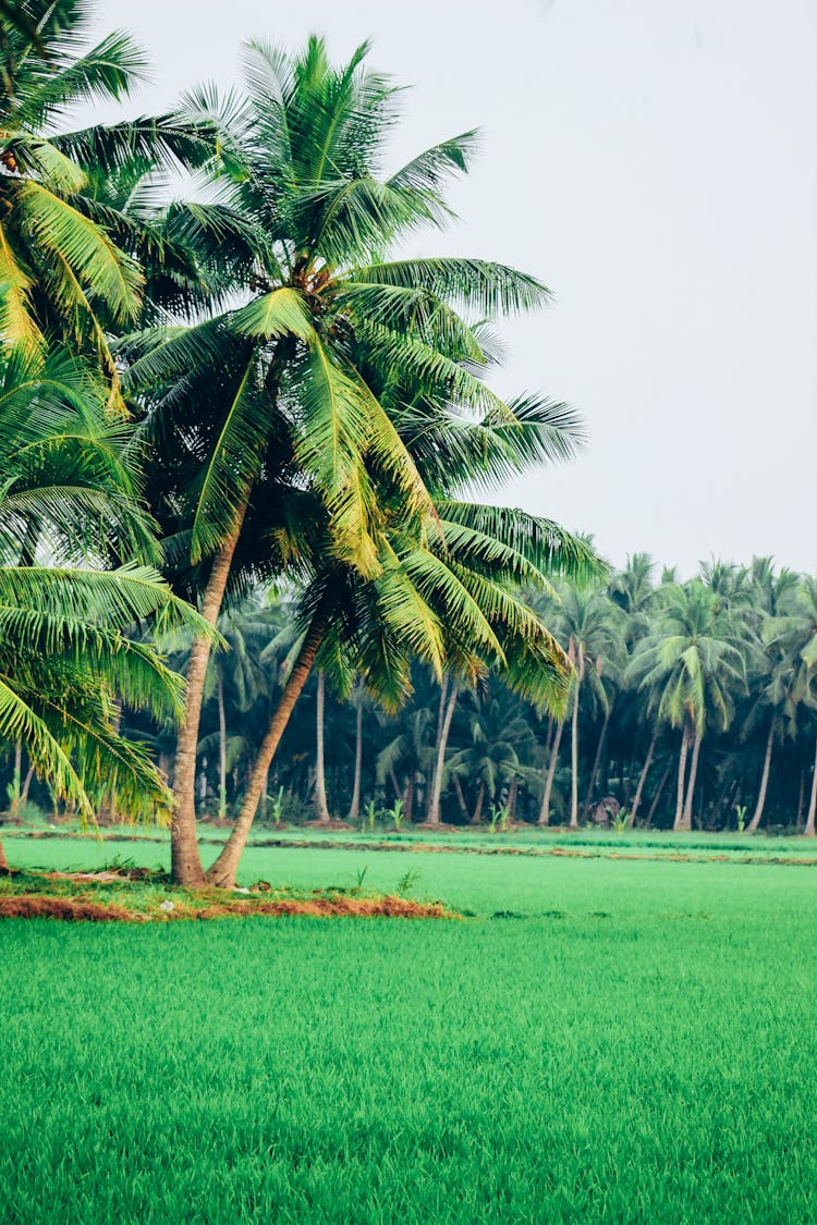 Green Coconut Trees On Green Field