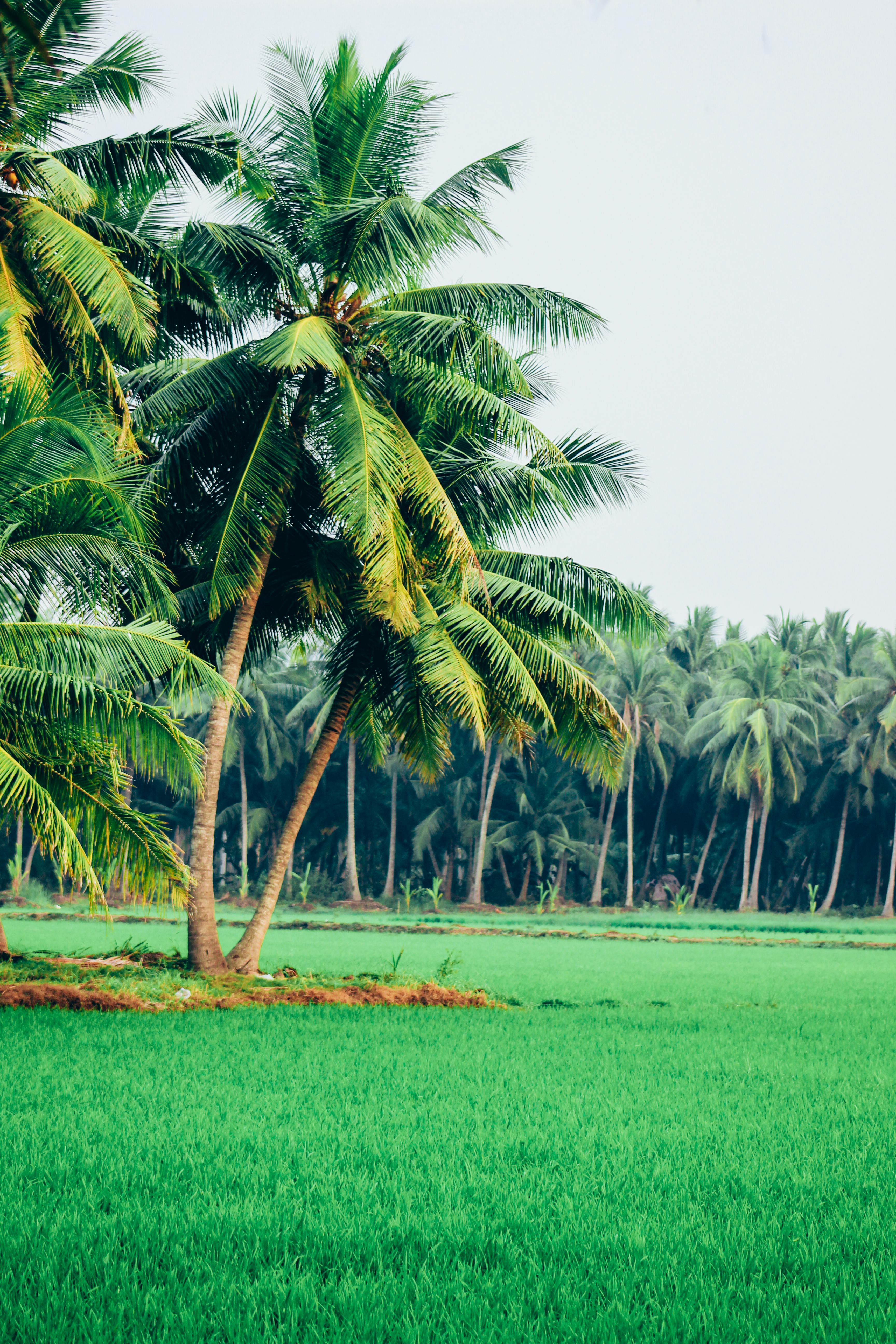 Green Coconut Trees on Green Field · Free Stock Photo