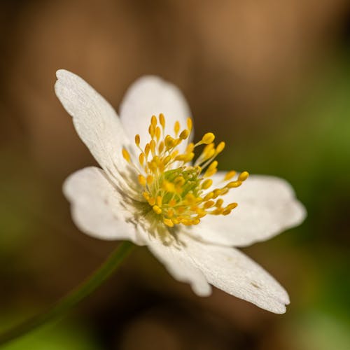 Macro Photography Of White Flower