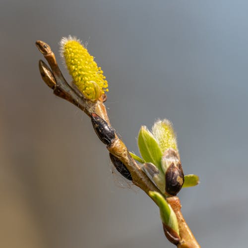 Yellow Flower Of Plant in Tilt Shift Lens