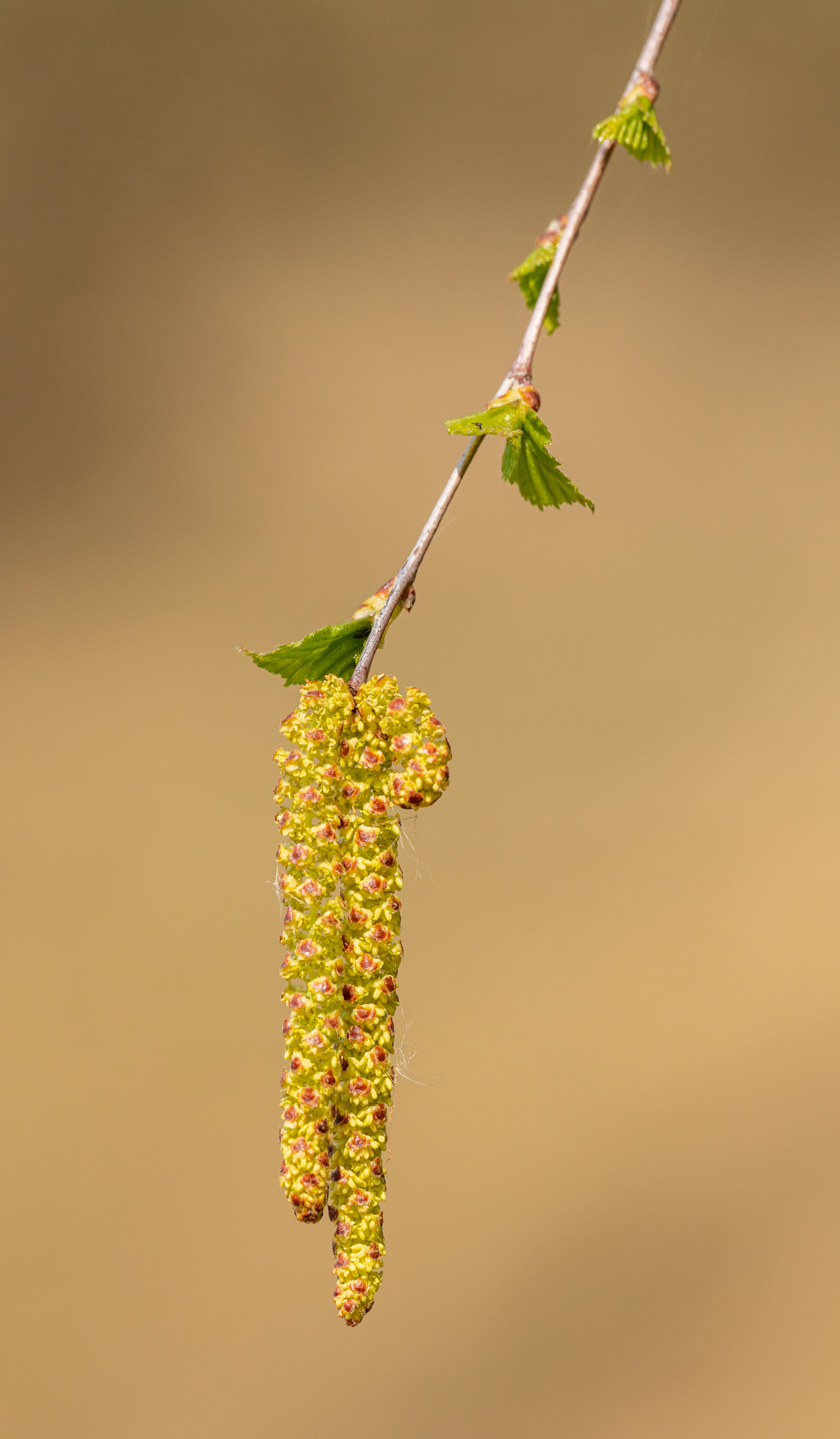 Detailed macro shot of a birch catkin hanging from a branch in spring.