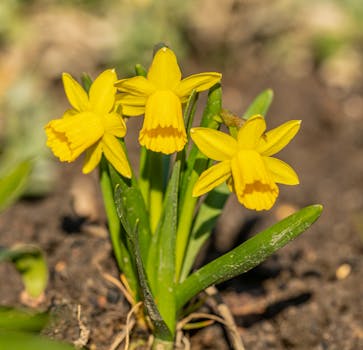 Close-up of yellow daffodils blooming in spring with natural sunlight highlighting their petals.