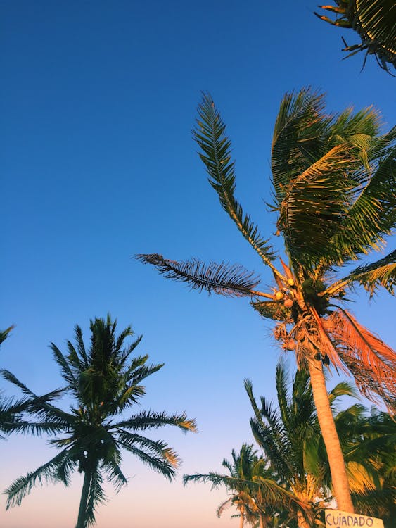 Photo Of Palm Trees During Dawn