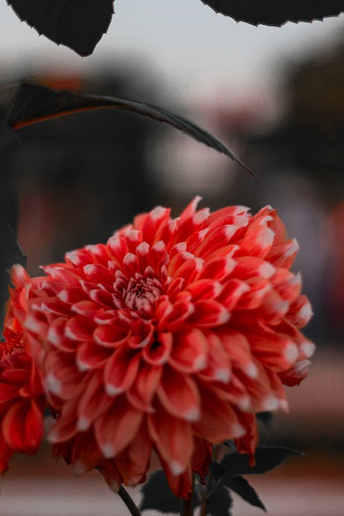 Close-Up Photo Of Red Flower