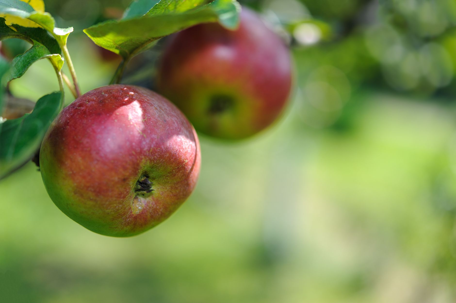 Fresh red apples hanging from a tree branch in a sunny orchard, showcasing natural ripeness.