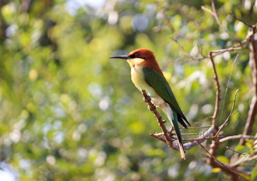 A Chestnut Headed Bee Eater Perched on a Branch