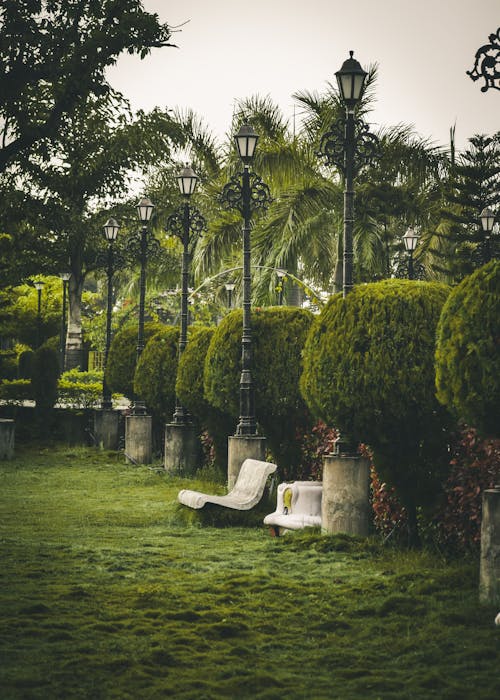 Green Trees on Green Grass Field