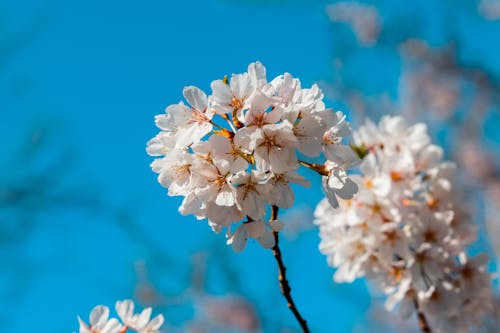 Fotobanka s bezplatnými fotkami na tému 4k tapety, biele kvety, čerešňové kvety