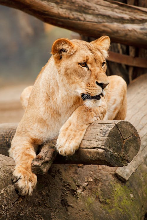 Free Brown Lioness Stock Photo