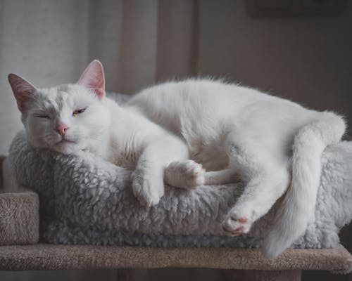 Free Photo Of Sleeping Cat Stock Photo