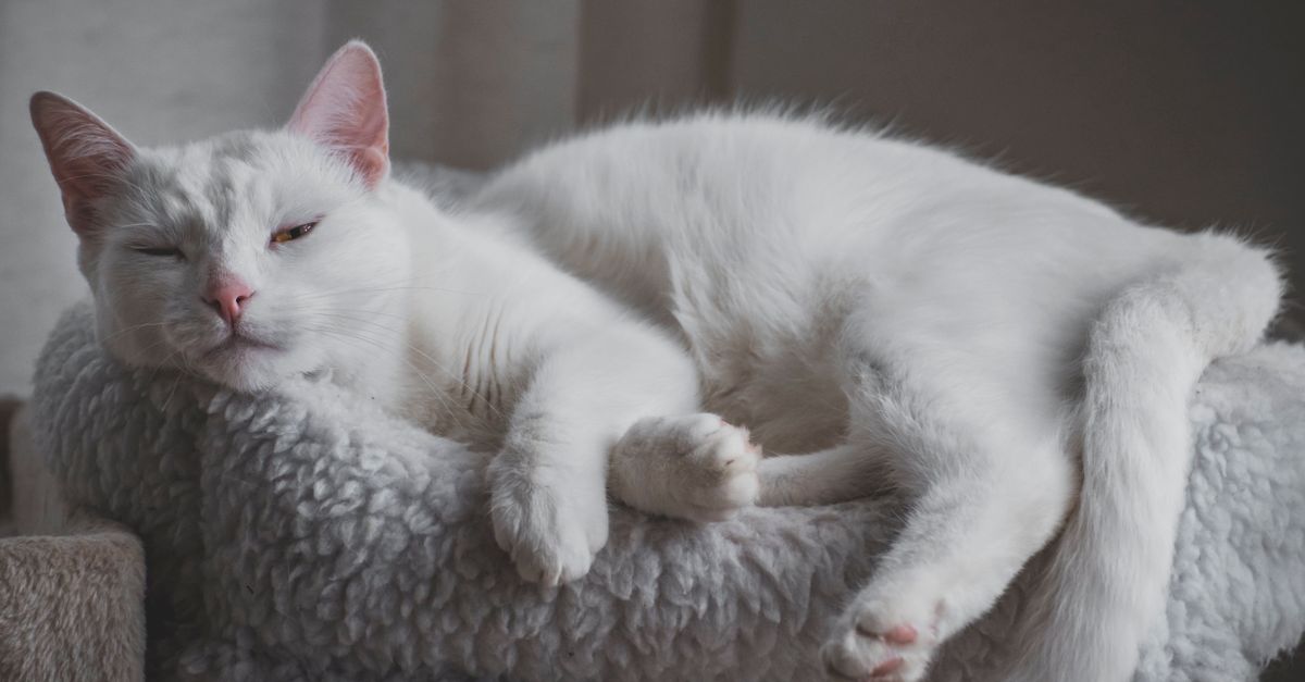 Witte kat ligt languit op een wollig plaid