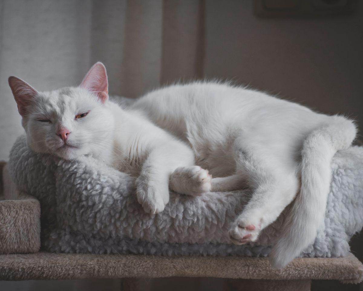 Soft Plush Cat Bed
