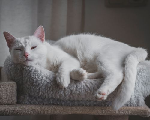 Free A serene white cat relaxing on a soft, fluffy bed, embodying tranquility. Stock Photo