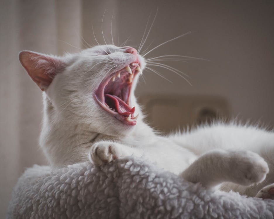 Free Close-Up Photo Of Yawning Cat Stock Photo