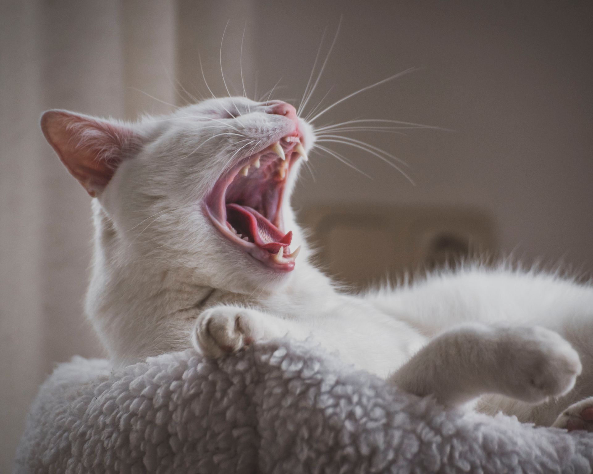 A close-up of a white cat yawning, showcasing its fangs and whiskers in a cozy indoor setting.