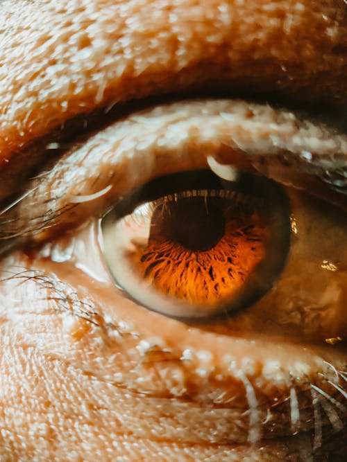 각막, 눈꺼풀, 눈알의 무료 스톡 사진