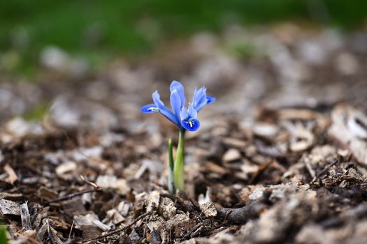 A lone blue iris flower delicately blooming amidst fresh spring soil, showcasing nature's beauty.