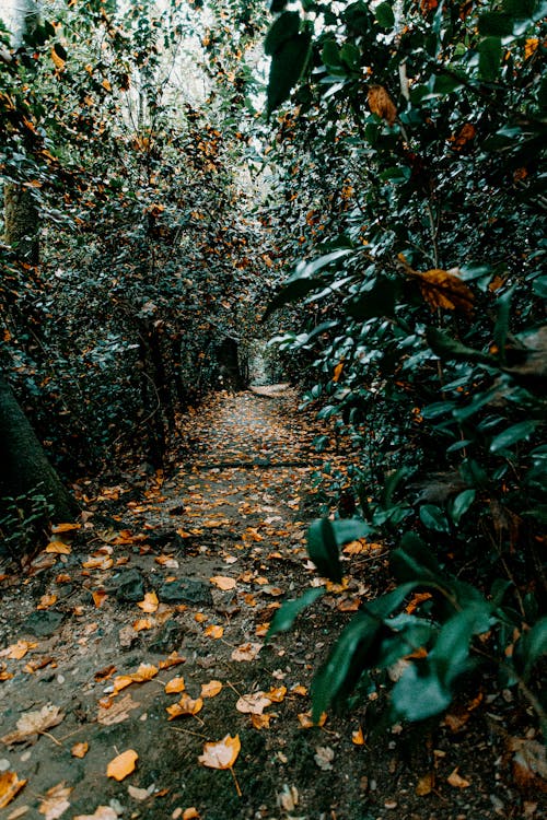 Free Narrow wet walkway in fallen leaves among trees in peaceful silent garden in autumn Stock Photo