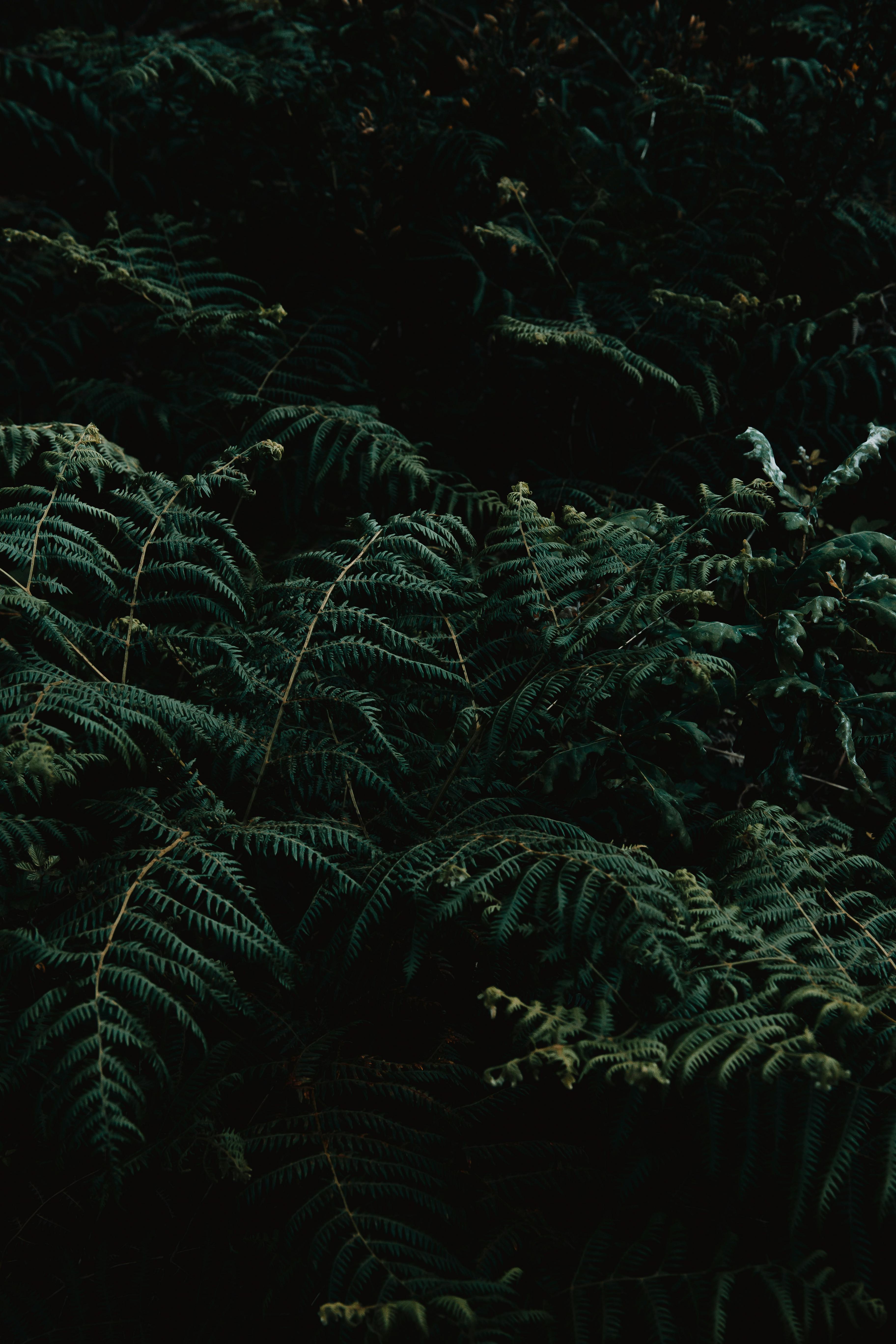 Rich, textured fern foliage in a tranquil natural setting, showcasing lush greenery.