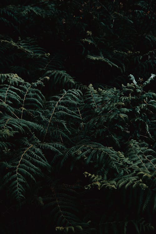 Photo Of Fern Plants