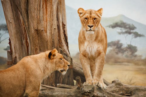 2 Lion on Grass Field during Daytime