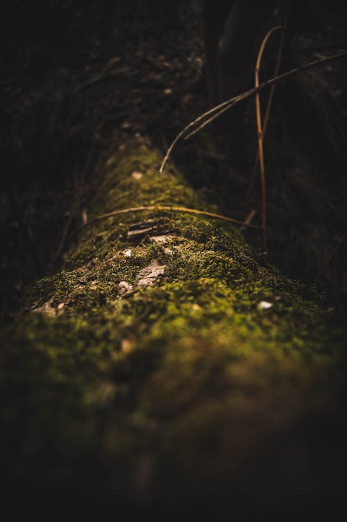 Free From above of of fallen tree trunk covered with green moss in dark forest Stock Photo