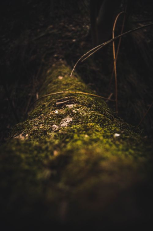Free From above of of fallen tree trunk covered with green moss in dark forest Stock Photo