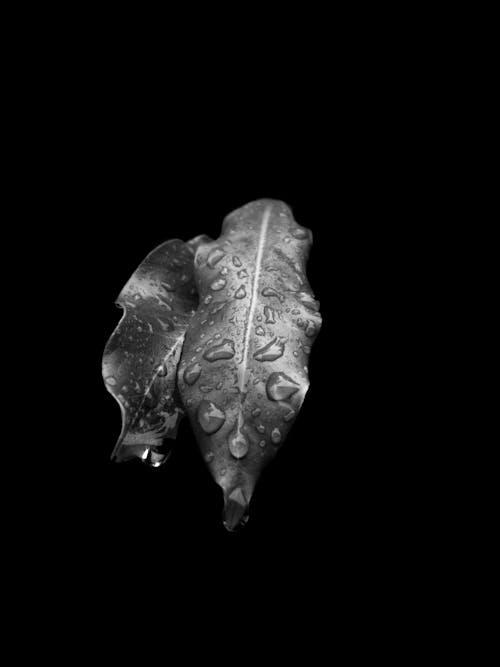 Grayscale Photo of Wet Leaves