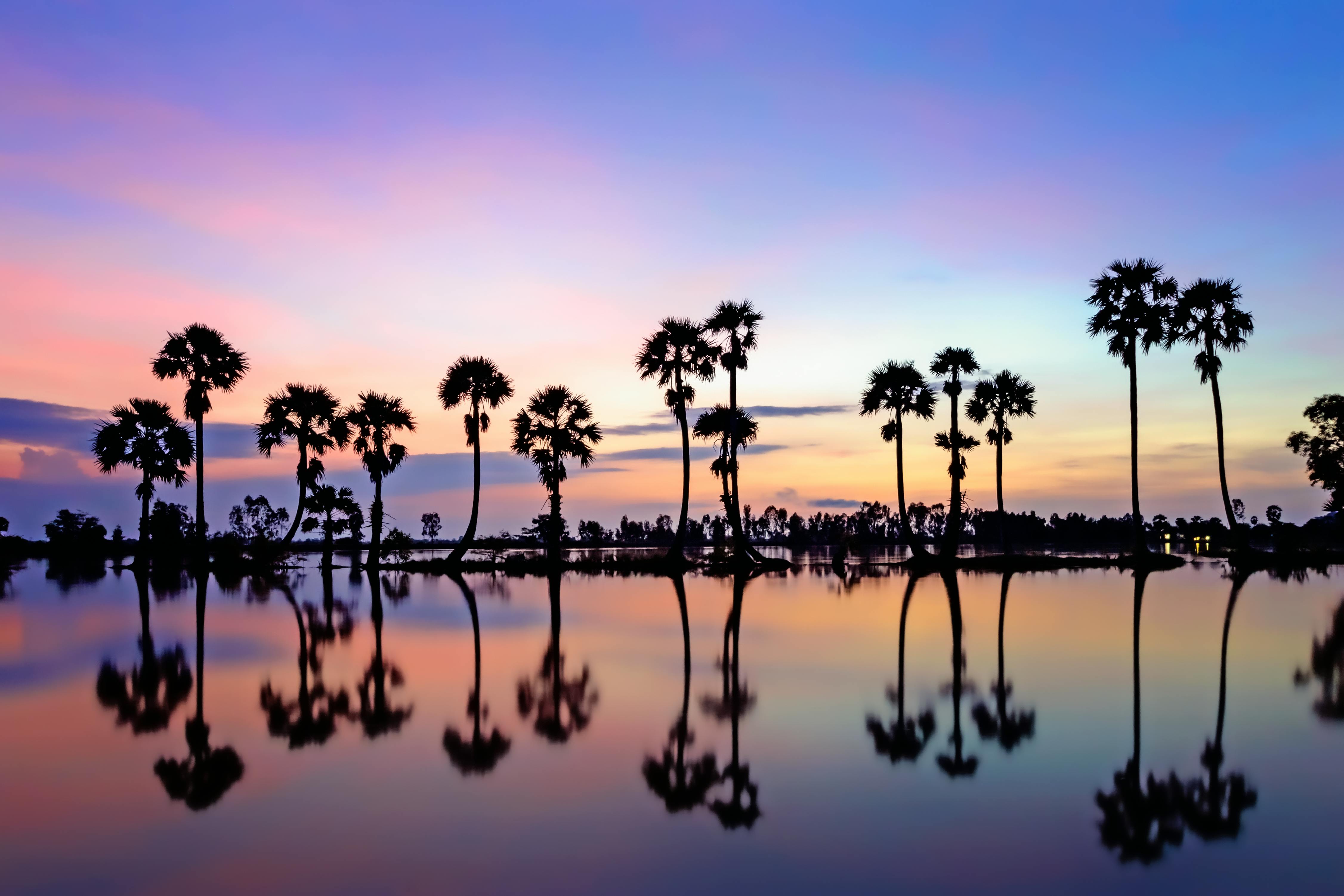 Stunning palm tree silhouettes reflected on still water at sunset in Tịnh Biên, Vietnam.