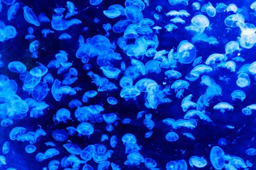 Бесплатное стоковое фото с глубокий, голубой, медуза
