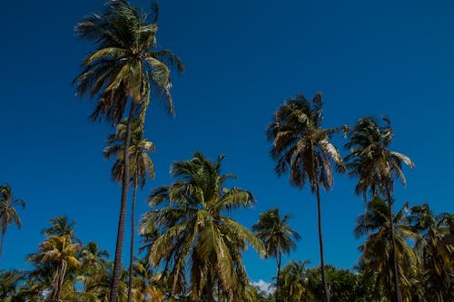 Fotos de stock gratuitas de caribe, jardin tropical, lugares de venezuela