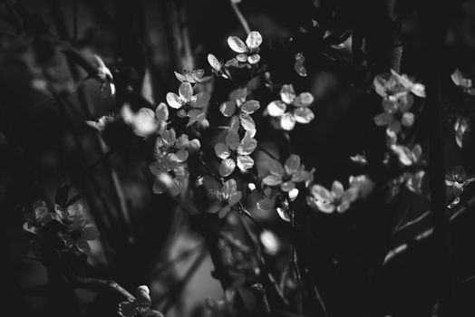 Black and White Photo of Flowers