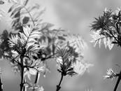 Grayscale Photo of Leaves