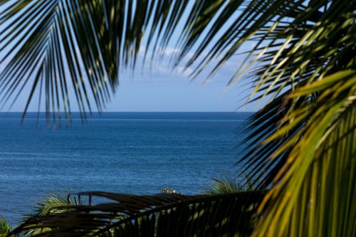 Fotos de stock gratuitas de clima tropical, Hojas de palmera, latinos