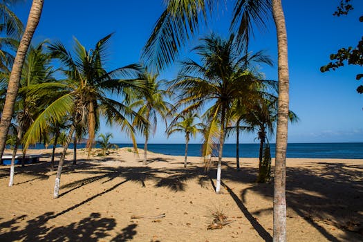 Scenic view of a tropical beach with palm trees under a clear blue sky in Cumaná, Venezuela.