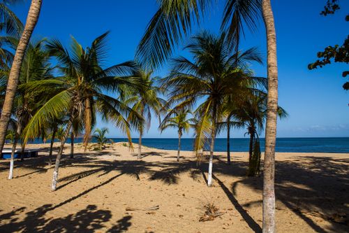 Free Scenic view of a tropical beach with palm trees under a clear blue sky in Cumaná, Venezuela. Stock Photo
