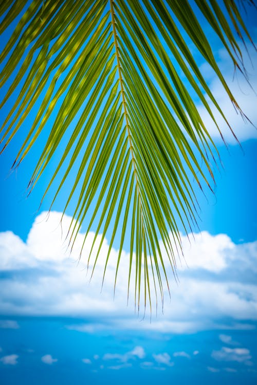 Free Close-up of a Palm Leaf Stock Photo
