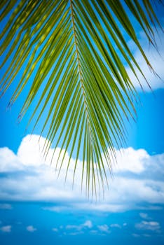 Vibrant palm leaf with a clear blue sky and clouds in the Maldives.
