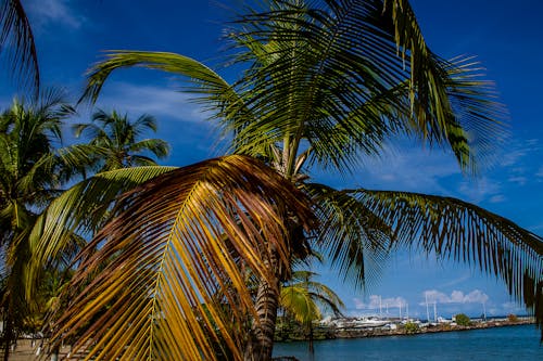 Fotos de stock gratuitas de clima tropical, Hojas de palmera, latinos