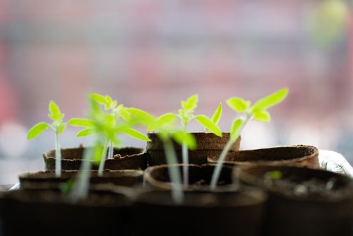 De jeunes pousses de tomates vertes émergent de petits pots en fibres biodégradables sur un fond flou.